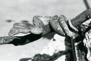 Una Boa Esmeralda con su cuerpo enrollado a lo largo de una rama, Zoológico de Londres, octubre de 1928 de Frederick William Bond