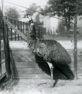 Un emú en el Zoológico de Londres en septiembre de 1927 de Frederick William Bond