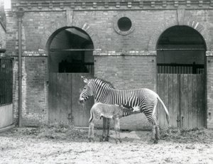 Una cebra de Grevy en peligro de extinción alimentando a su cría, en su corral en el Zoológico de Londres en 1927