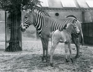Una Cebra Imperial de Grevy en Peligro, de pie con su potro de 4 días, en su corral en el Zoológico de Londres en agosto de 1927 de Frederick William Bond
