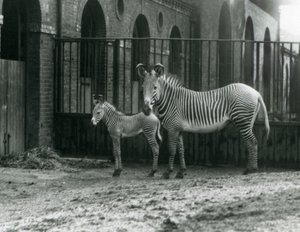 Una Cebra Imperial de Grevy en Peligro, de pie con su potro de 4 días, en su corral en el Zoológico de Londres en agosto de 1927