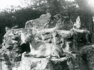 Un íbice del Himalaya descansando en un saliente rocoso en el zoológico de Londres, agosto de 1927 de Frederick William Bond