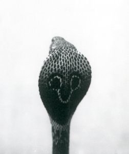 Una cobra india con cabeza levantada y capucha expandida, Zoológico de Londres, octubre de 1925