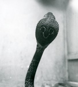 Una cobra india con cabeza levantada y capucha expandida, Zoológico de Londres, octubre de 1925 de Frederick William Bond