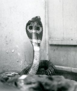 Una cobra india con cabeza levantada y capucha expandida, Zoológico de Londres, octubre de 1925 de Frederick William Bond