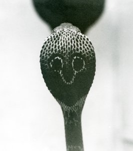 Una cobra india con cabeza levantada y capucha expandida, Zoológico de Londres, octubre de 1925