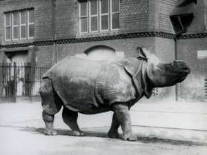 Un rinoceronte indio en el Zoológico de Londres, 1927 de Frederick William Bond