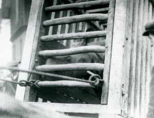 Un rinoceronte indio asoma la cabeza de su caja de transporte de madera a su llegada al zoológico de Londres en 1924