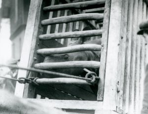 Un rinoceronte indio asomándose de su caja de transporte de madera a su llegada al Zoológico de Londres en 1924