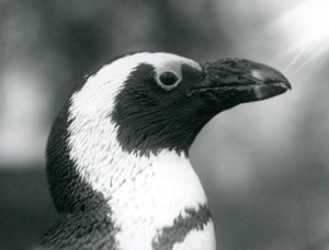Un pingüino africano de patas negras adulto en el Zoológico de Londres, septiembre de 1925