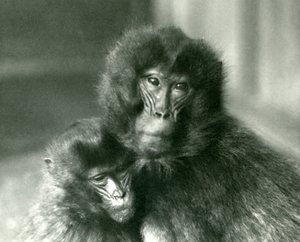 Un adulto y un joven Gelada (mono de corazón sangrante) en el Zoológico de Londres en enero de 1925