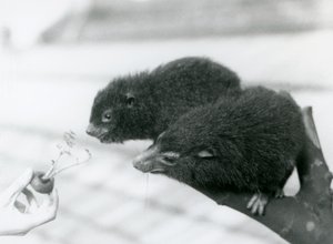 Un adulto y un joven Hyrax de árbol occidental sentados en una rama inclinándose hacia una zanahoria que se les está ofreciendo, Zoológico de Londres