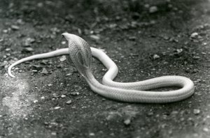 Una cobra albina india con su cabeza levantada y capucha extendida, Zoológico de Londres, septiembre de 1924