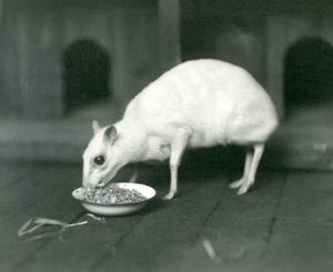 Un chevrotain albino de Java comiendo de un cuenco en el Zoológico de Londres en 1926