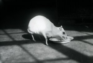 Chevrotain albino comiendo de un plato, Zoológico de Londres, diciembre de 1926 de Frederick William Bond