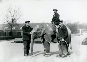 Un elefante indio bebé con los cuidadores A. Church y H. Robertson en el Zoológico de Londres, junio de 1922 de Frederick William Bond