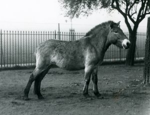 Un caballo salvaje de Przewalski en peligro de extinción de pie en su corral en el Zoológico de Londres, octubre de 1927