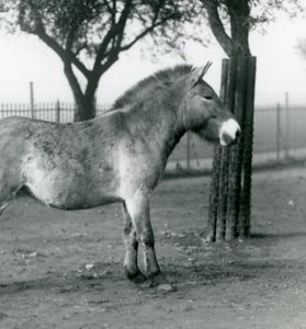 Un caballo salvaje de Przewalski en peligro de extinción de pie en su corral en el Zoológico de Londres, octubre de 1927 de Frederick William Bond