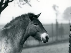 Un caballo salvaje de Przewalski en peligro de extinción de pie en su corral en el Zoológico de Londres, octubre de 1927