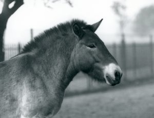 Un caballo salvaje de Przewalski en peligro de extinción de pie en su corral en el Zoológico de Londres, octubre de 1927
