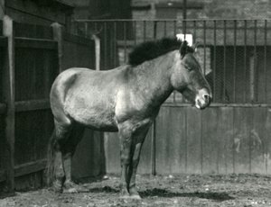 Un Caballo Salvaje de Przewalski en Peligro de pie en su corral en el Zoológico de Londres en 1927