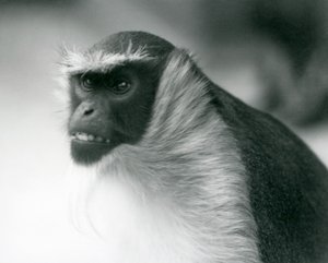 Un mono Roloway en peligro de extinción en el Zoológico de Londres, 1927 de Frederick William Bond