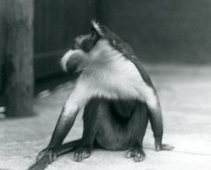 Un mono Roloway en peligro de extinción sentado en el suelo, mirando hacia arriba, mientras sostiene su cola, Zoológico de Londres, 1927