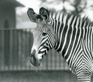 Una hembra/jenny de cebra de Grevy en peligro de extinción, Zoológico de Londres, julio de 1926 de Frederick William Bond