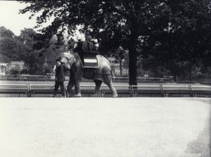 Elefante asiático 
