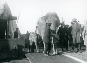 Elefantes asiáticos desembarcando de un barco en ruta al Zoológico de Londres en 1927 de Frederick William Bond