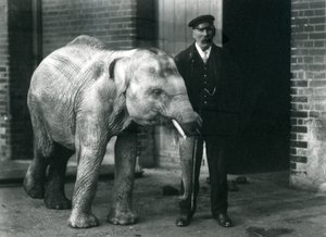Elefante asiático bebé con el cuidador Charles Eyles, Zoológico de Londres, noviembre de 1915 de Frederick William Bond