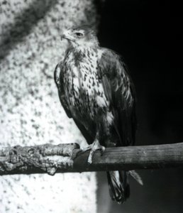 Un águila de Bonelli descansando en una rama en el Zoológico de Londres, septiembre de 1925