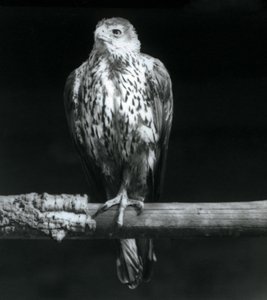 Águila de Bonelli descansando en una rama en el Zoológico de Londres, septiembre de 1925