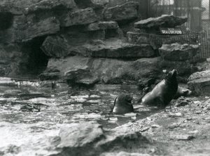 Leones Marinos de California con hielo en su piscina, Zoológico de Londres de Frederick William Bond