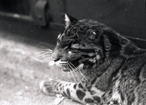Leopardo Nublado, 1922