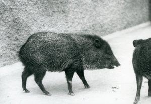 Pecaríes de collar en el Zoológico de Londres, 1927 de Frederick William Bond