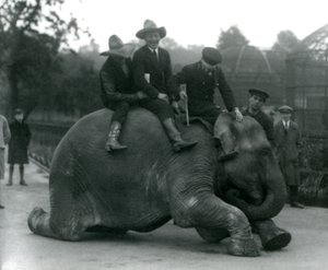 Vaqueros y entrenador con la elefanta india Sundermalah durante una visita al zoológico de Londres en 1924 de Frederick William Bond