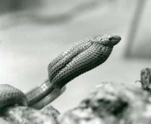 Serpiente comedora de huevos en el Zoológico de Londres en 1930 de Frederick William Bond