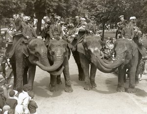Paseos en elefante en el Zoológico de Londres, julio de 1936 de Frederick William Bond