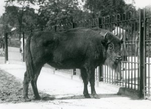 Bisonte europeo 