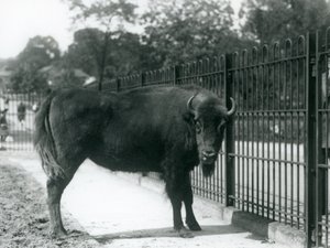 Bisonte europeo Georgina en las barras de su recinto, Zoológico de Londres, 12 de agosto de 1926 de Frederick William Bond