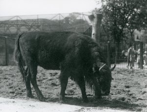 Bisonte europeo Julia comiendo hierba en su recinto, Zoológico de Londres, 12 de agosto de 1926