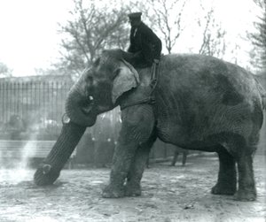 Elefante asiático hembra, 