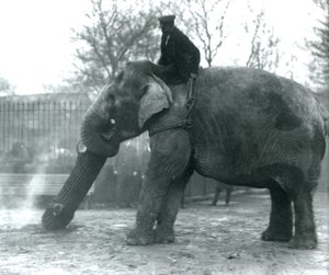 Elefante asiático hembra, Indiarani, moviendo madera con su trompa, mientras su cuidador se sienta en su espalda dirigiéndola, Zoológico de Londres, 1925 de Frederick William Bond