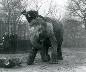 Elefante asiático hembra, Indiarani, moviendo madera con su trompa, mientras su cuidador se sienta en su espalda dirigiéndola y otras dos personas observan, Zoológico de Londres, 1925 de Frederick William Bond