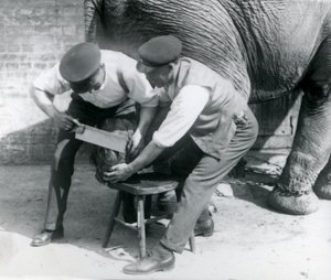 Elefante Asiático Hembra Sundermalah teniendo sus pies recortados por sus cuidadores en el Zoológico de Londres, agosto de 1926 de Frederick William Bond