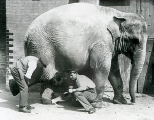 Elefante Asiático Hembra Sundermalah teniendo sus pies recortados por sus cuidadores en el Zoológico de Londres, agosto de 1926 de Frederick William Bond