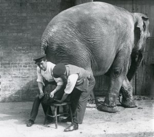 Elefante Asiático Hembra teniendo sus pies recortados por sus cuidadores en el Zoológico de Londres, agosto de 1926 de Frederick William Bond