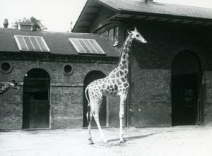 La jirafa hembra, Maud, de pie en el corral fuera de la Casa de las Jirafas, Zoológico de Londres, julio de 1925 de Frederick William Bond