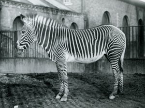 Cebra de Grevy hembra, o cebra imperial, Jennie de pie en su corral en el zoológico de Londres, 1927 de Frederick William Bond